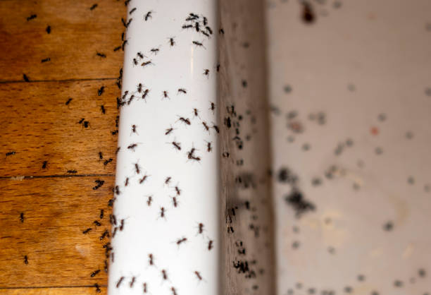 Best Emergency Pest Control  in Ashtabula, OH