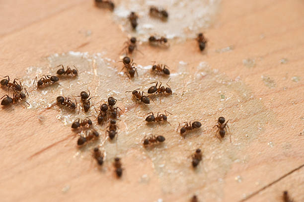 Best Exterminator Services  in Ashtabula, OH